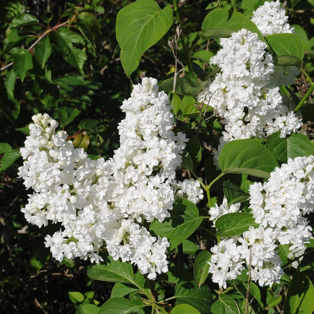 Lilas - Syringa vulgaris Jeanne d'Arc