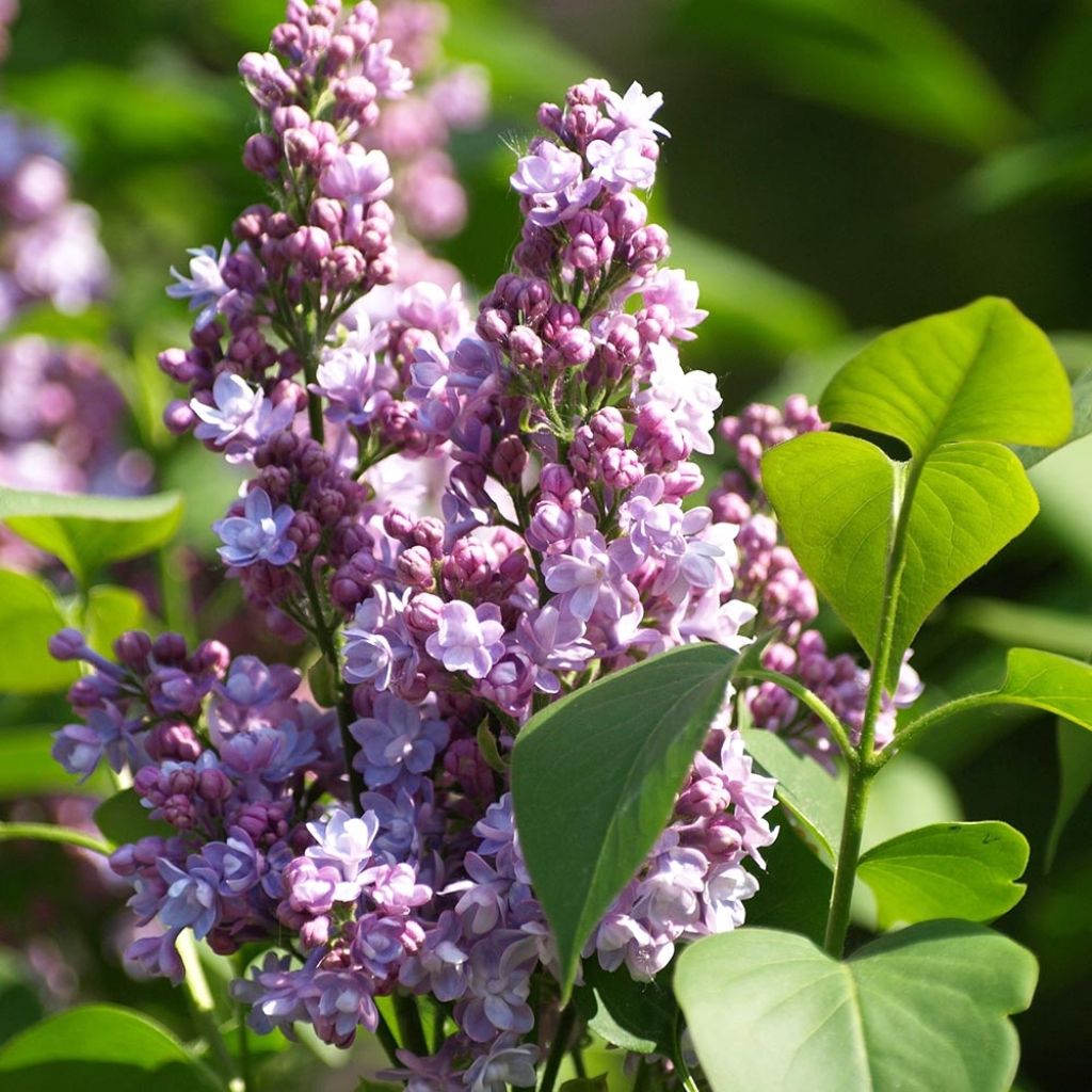 Syringa vulgaris Michel Buchner