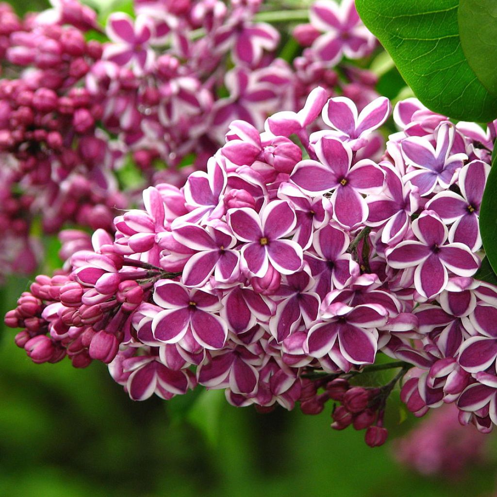 Syringa vulgaris Sensation