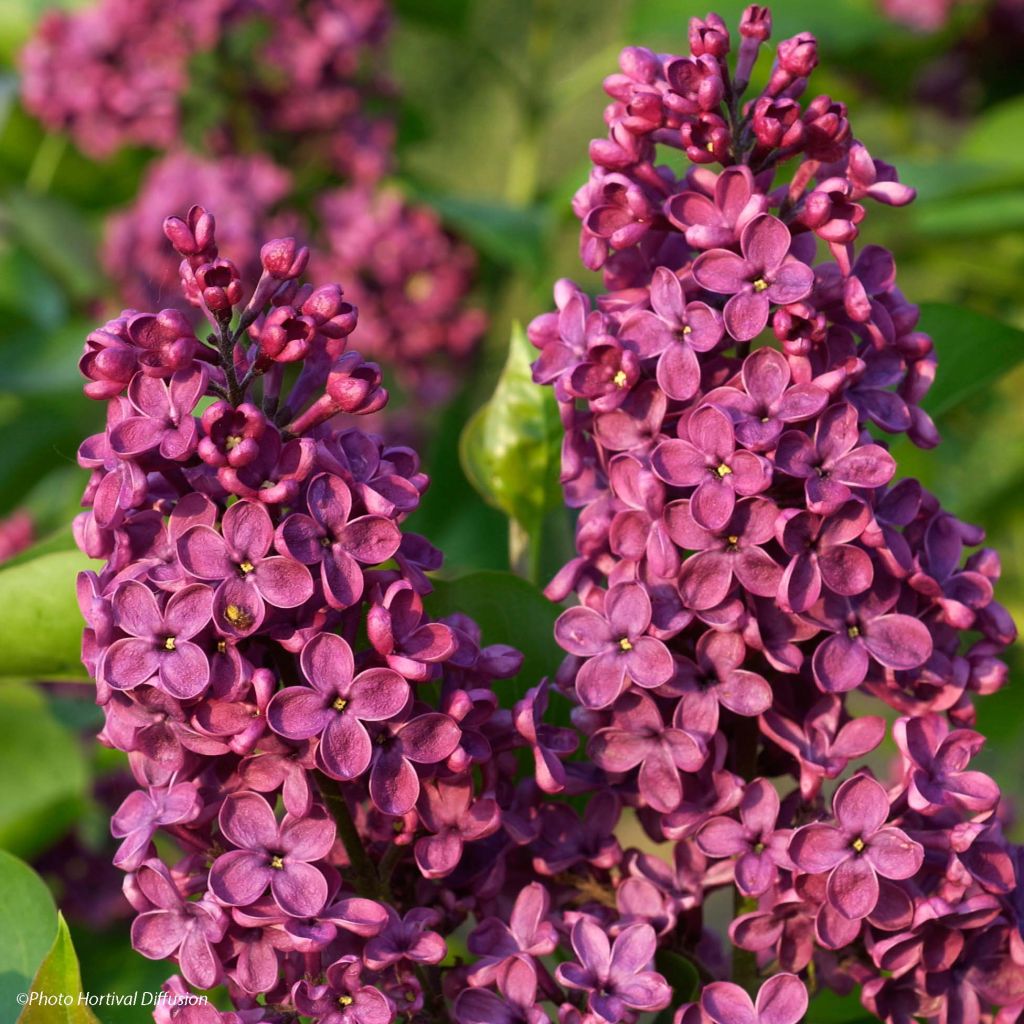 Syringa vulgaris Souvenir de Louis Spaeth (Andenken an Ludwig Späth)