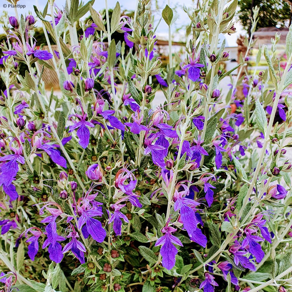 Teucrium fruticans Ventecu