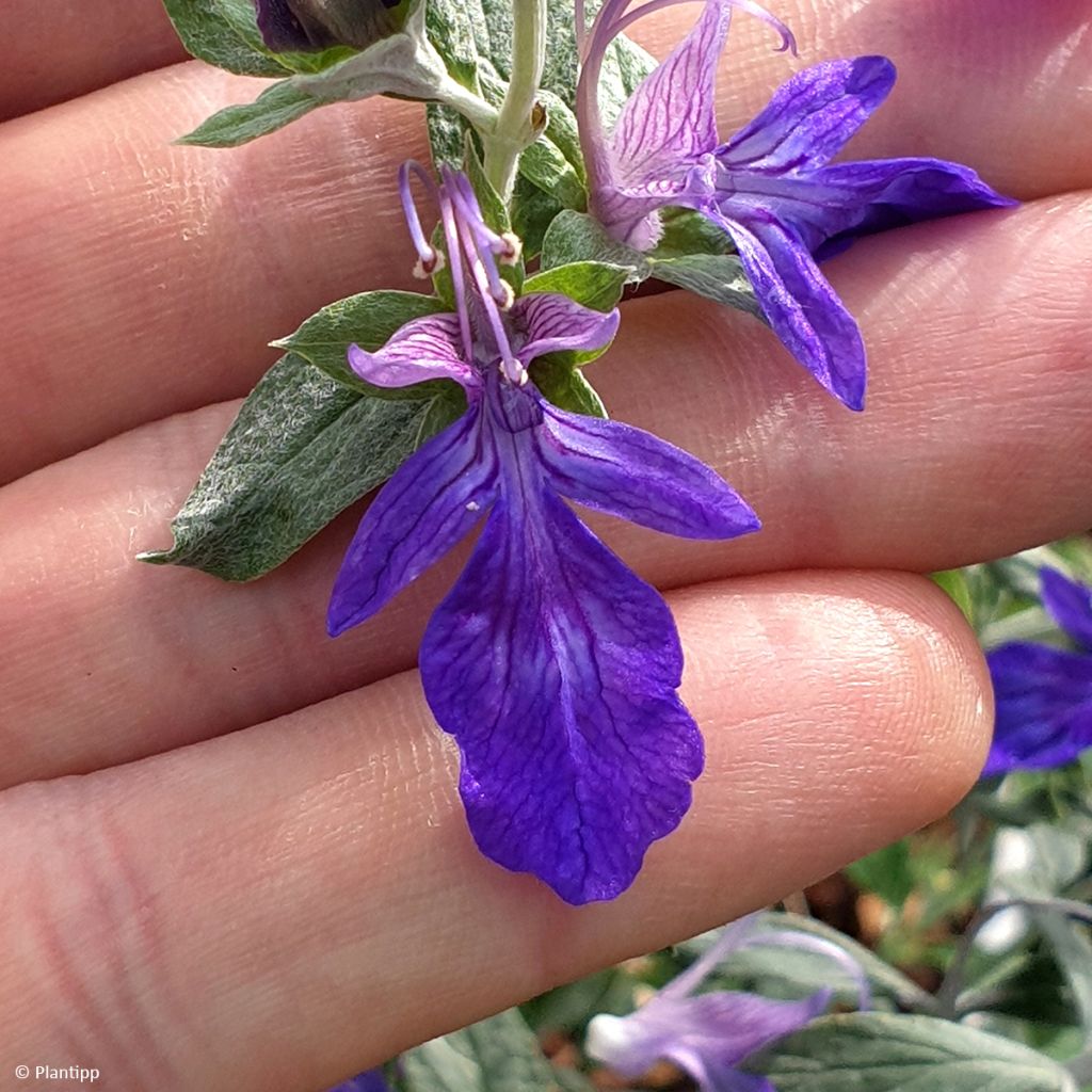 Teucrium fruticans Ventecu