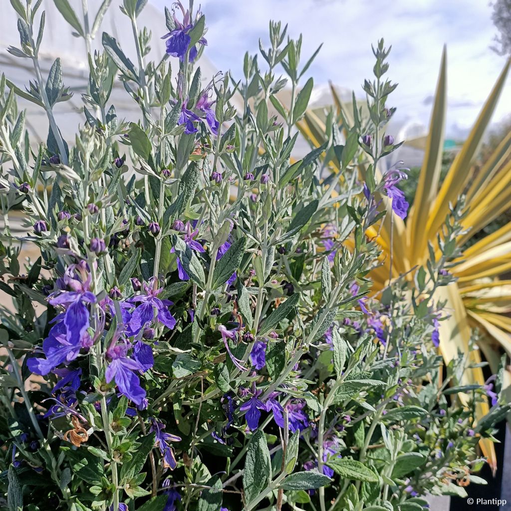 Teucrium fruticans Ventecu