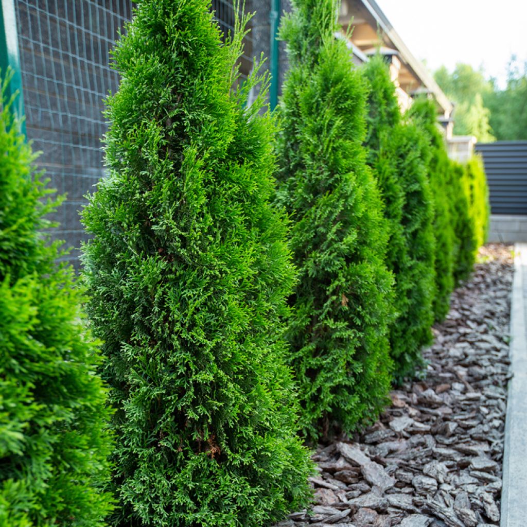 Thuja occidentalis Smaragd - Canadian Arborvitae