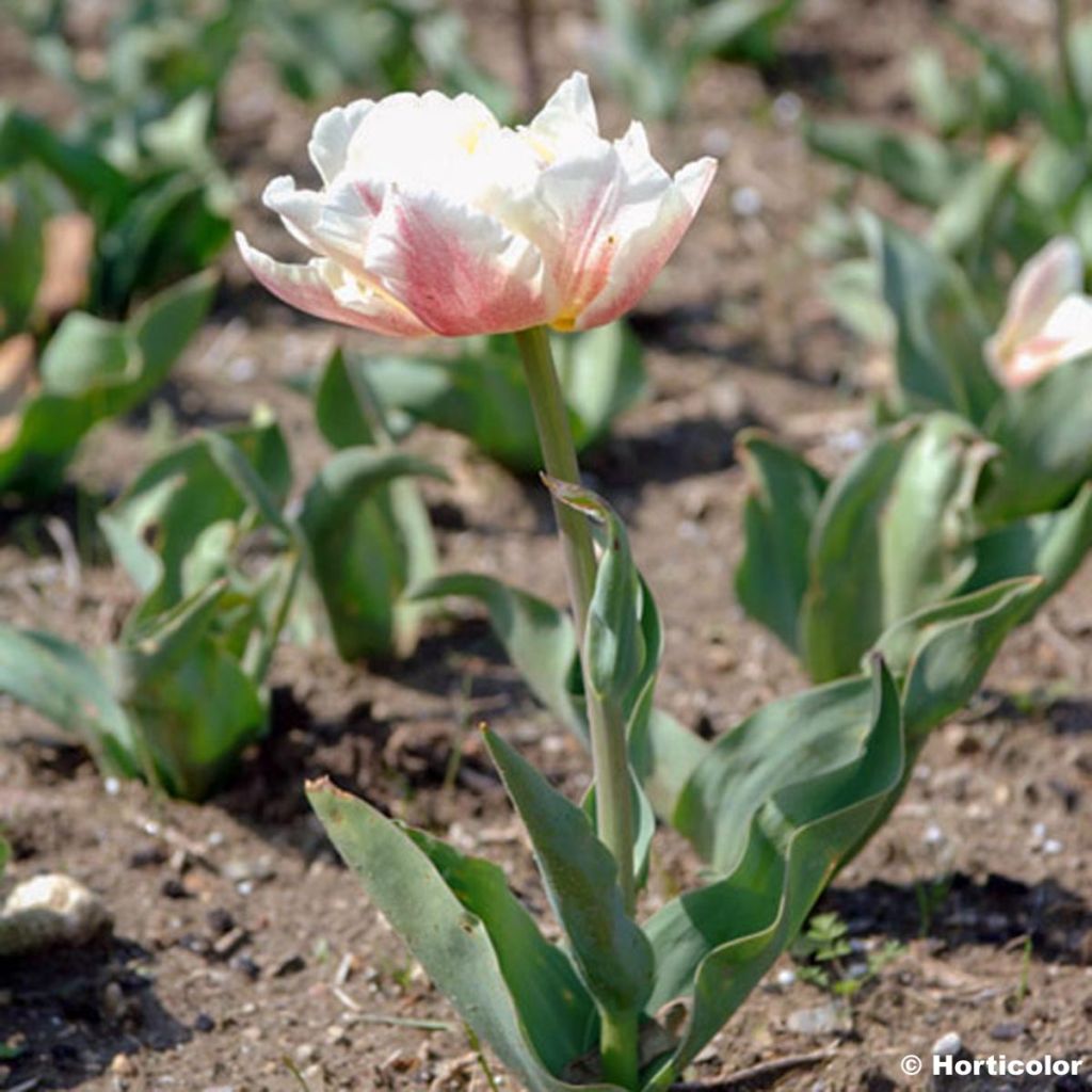 Tulipe Montreux, double tardive