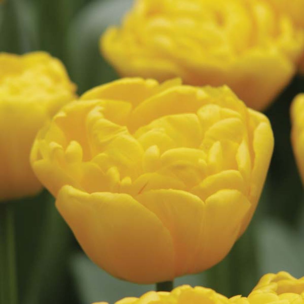 Tulipa Gold Fever- Double Early Tulip