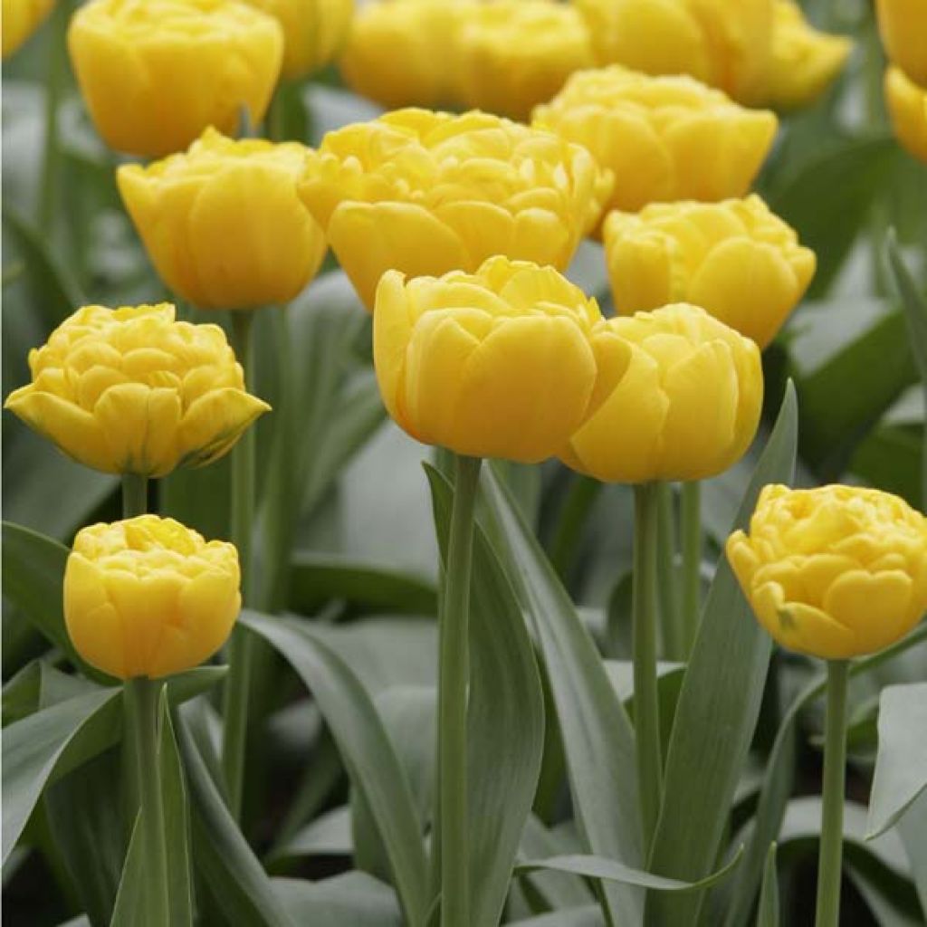 Tulipa Gold Fever- Double Early Tulip