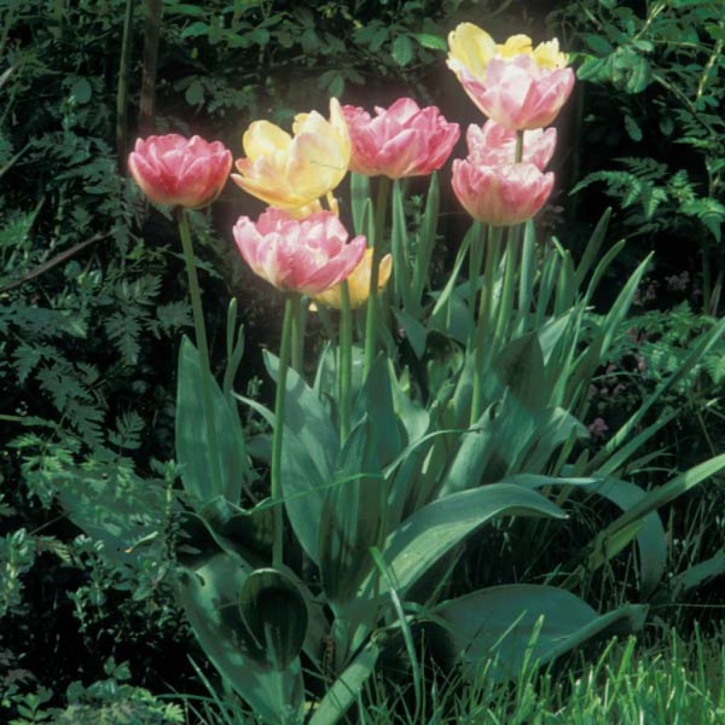 Tulipa Crème Upstar