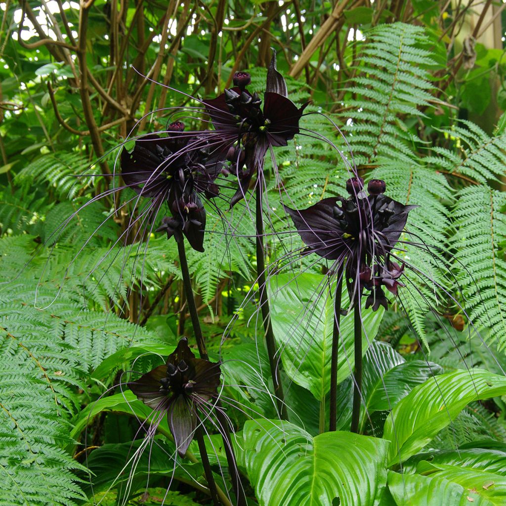 Tacca chantrieri 