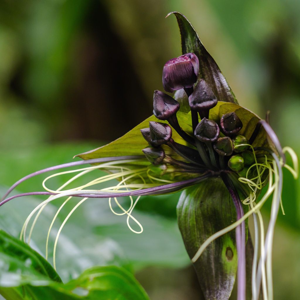 Tacca chantrieri 