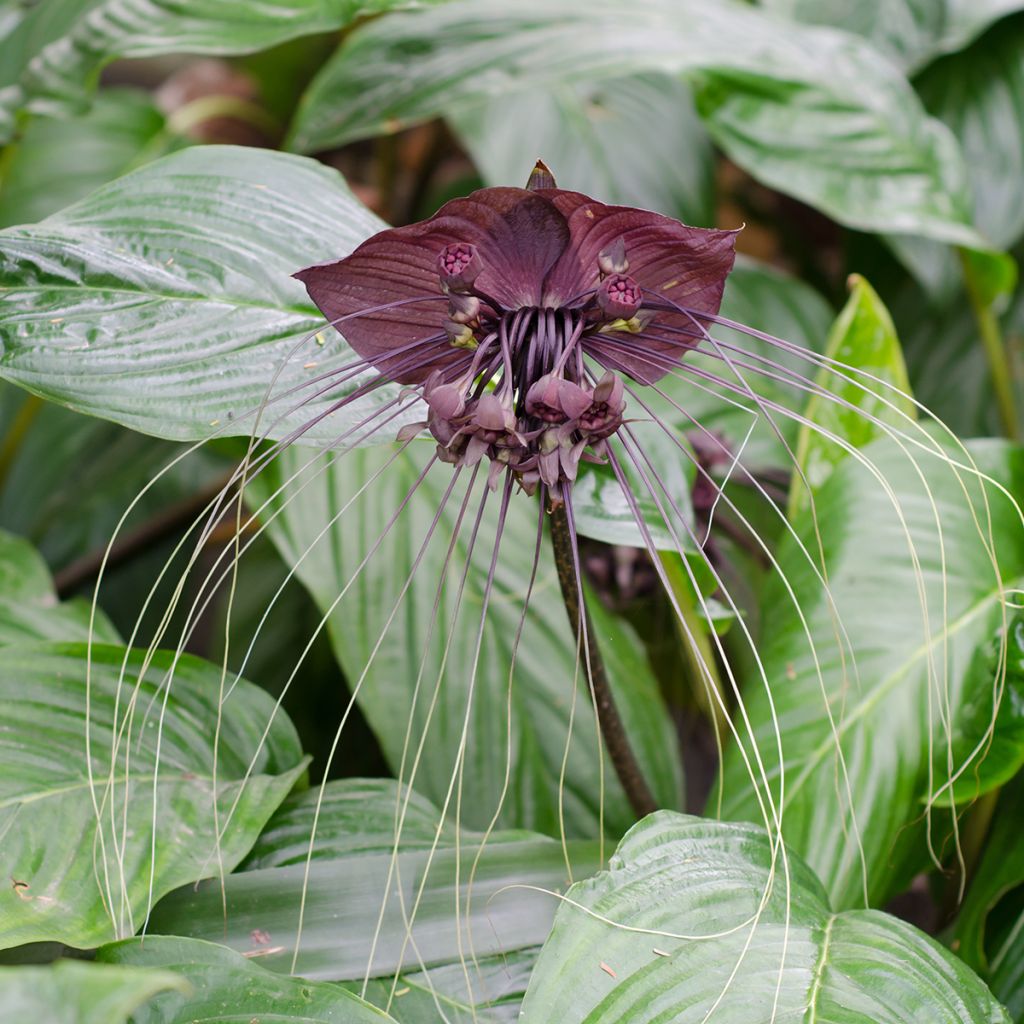 Tacca chantrieri 