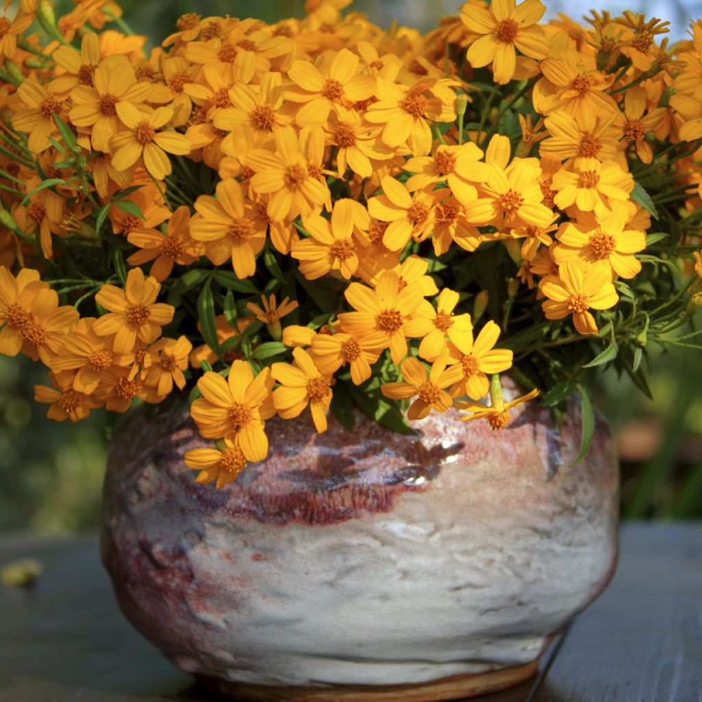 Tagetes lemmonii - Mexican Marigold