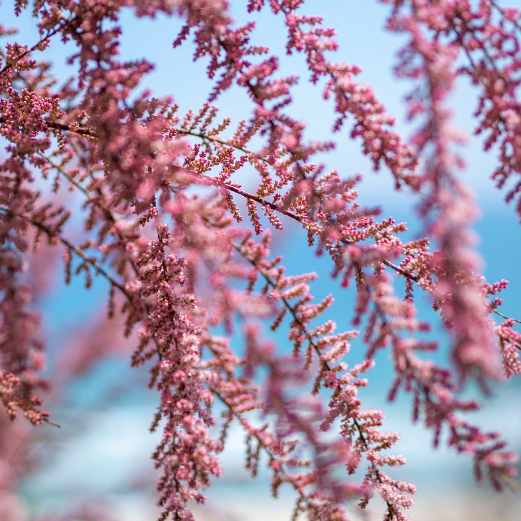 Tamarix gallica - Tamaris français, Tamaris commun