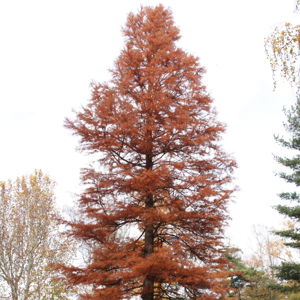 Taxodium distichum - Cyprès chauve