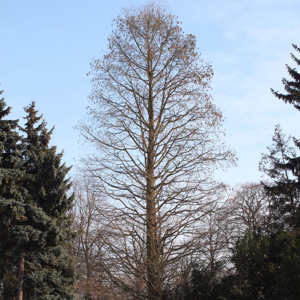 Taxodium distichum - Cyprès chauve