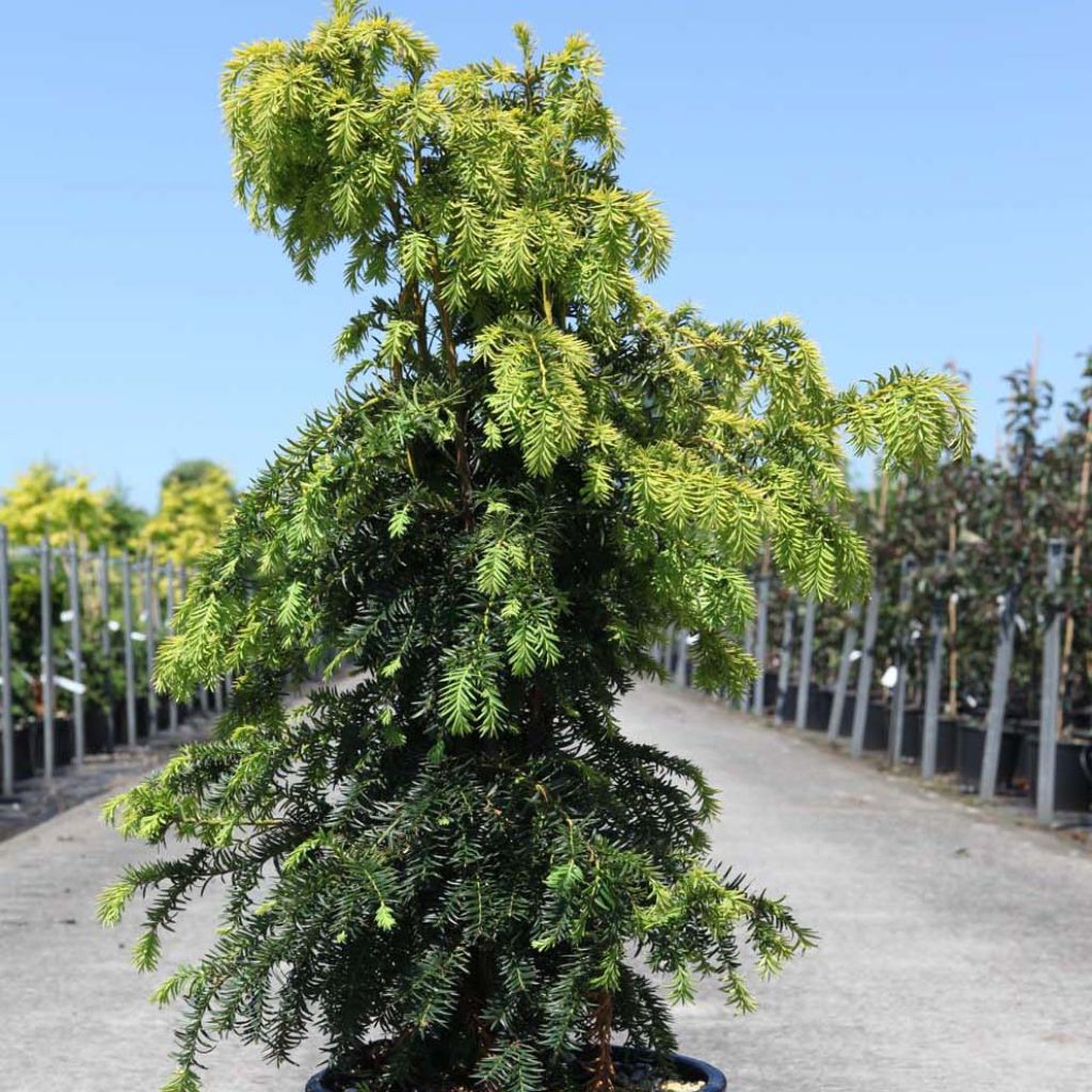 Taxus baccata Dovastonii Aurea 