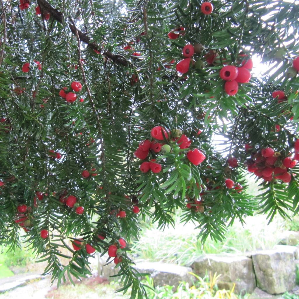 Taxus baccata Fastigiata Robusta - If commun fastigié