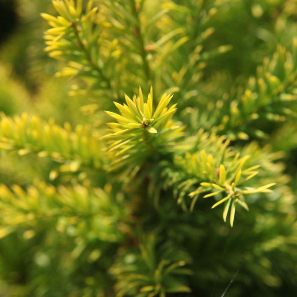 Taxus baccata Semperaurea - If commun doré.