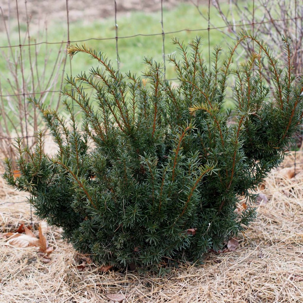 Taxus media Densiformis - If hybride