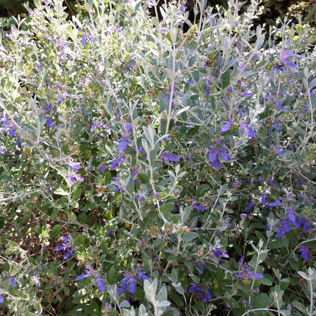 Teucrium fruticans Azureum 