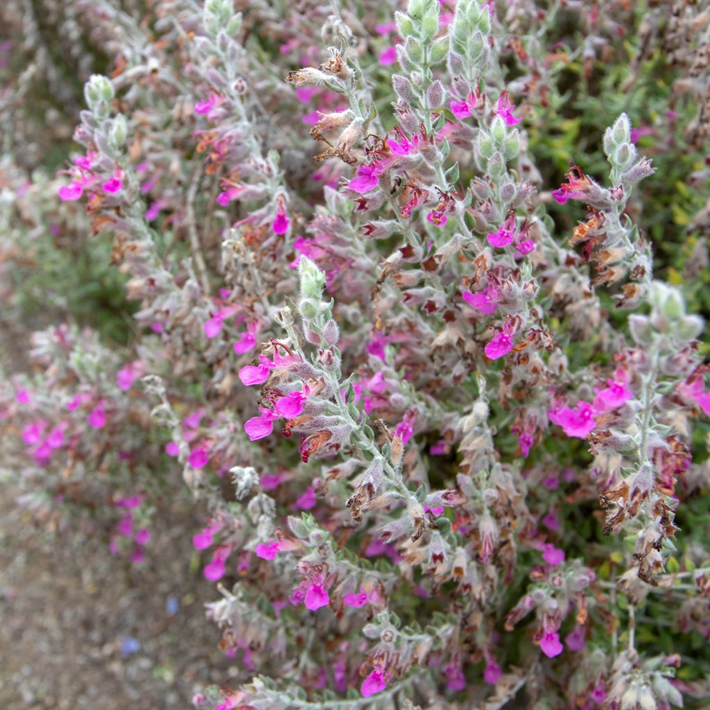 Teucrium marum - Germandrée maritime, Germandrée des chats