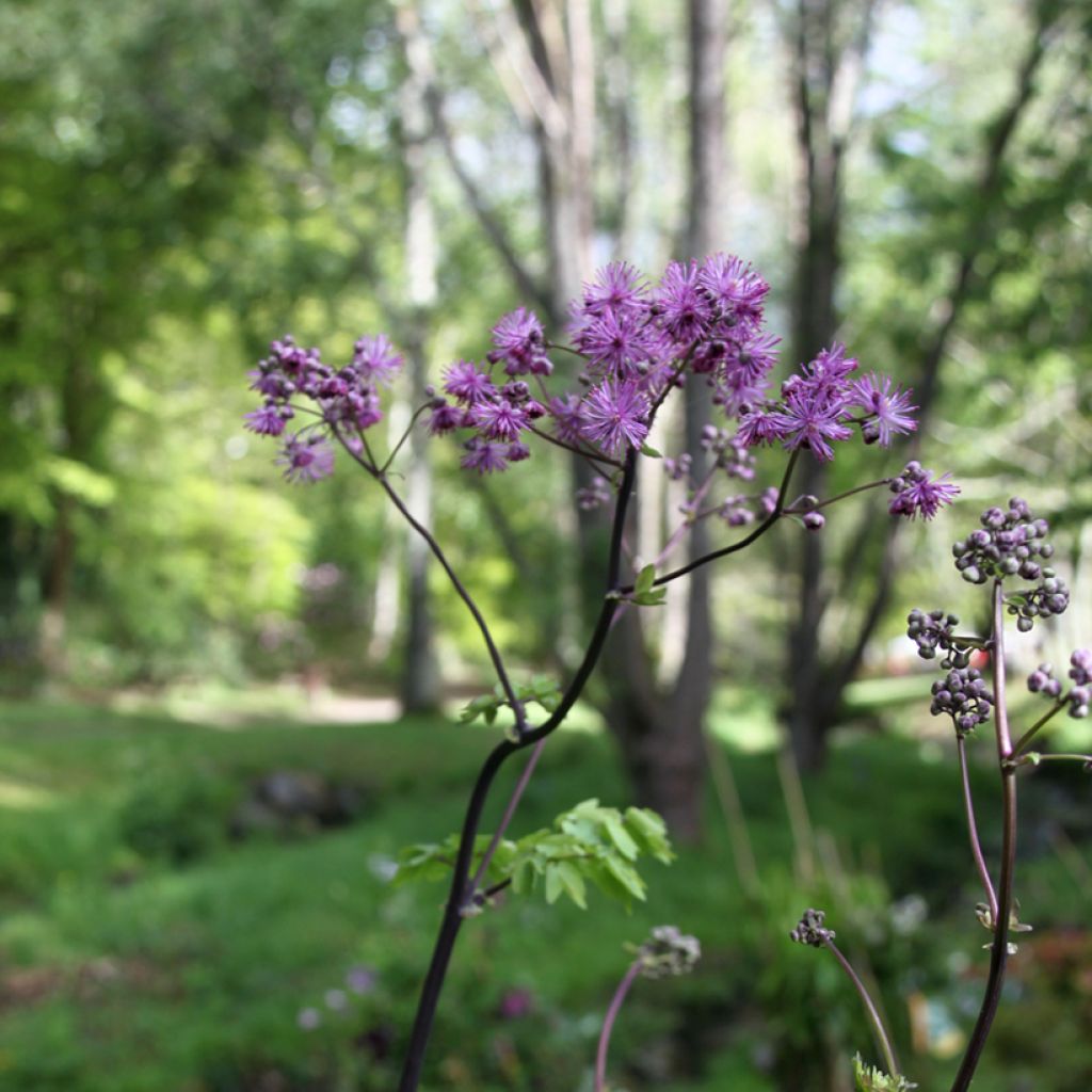 Thalictrum Black Stockings - Pigamon