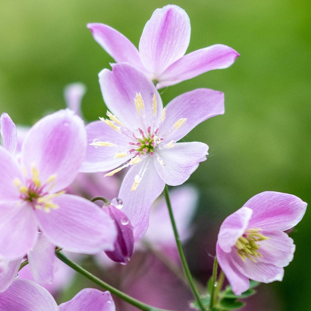 Thalictrum Chantilly Lace - Pigamon