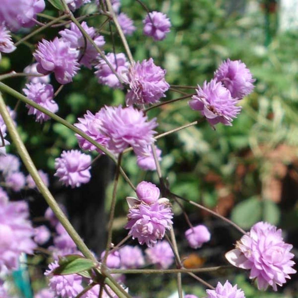 Thalictrum delavayi Hewitt's Double - Pigamon