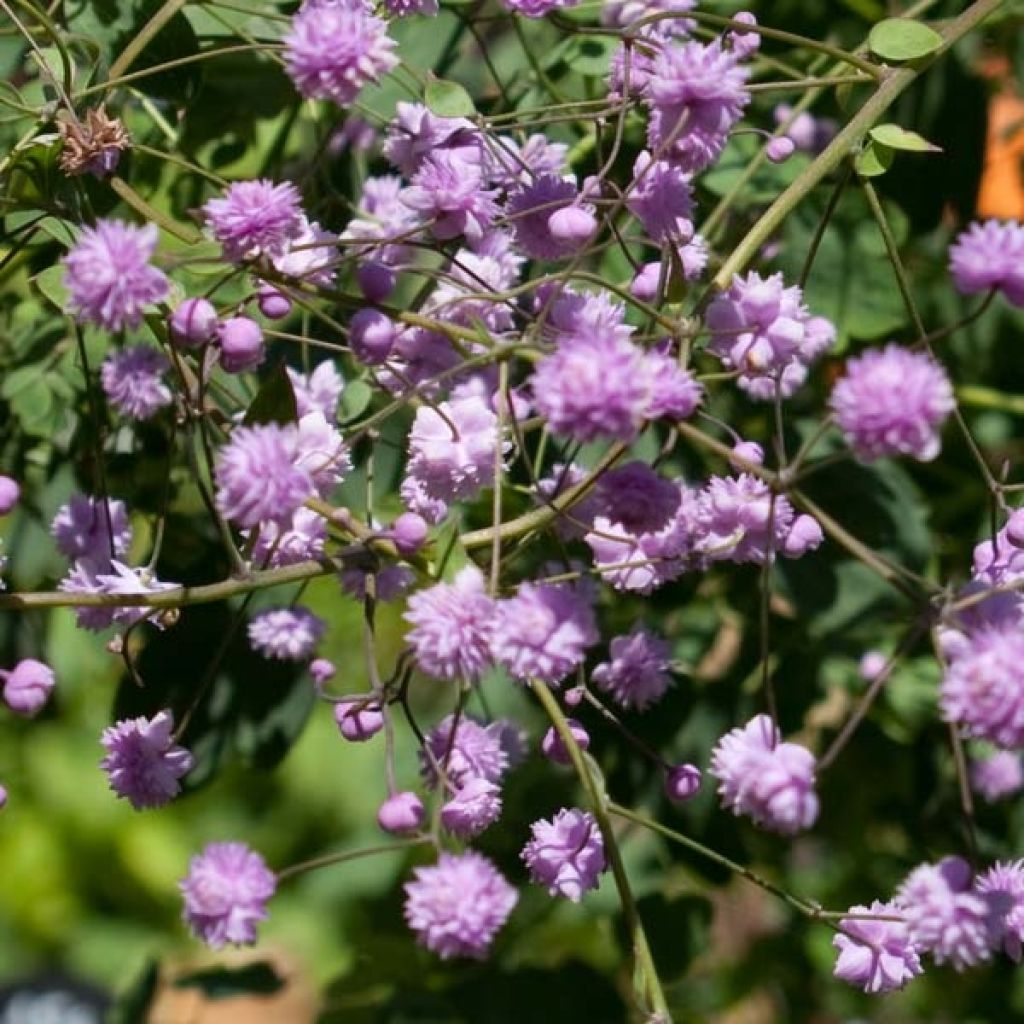 Thalictrum delavayi Hewitt's Double - Pigamon