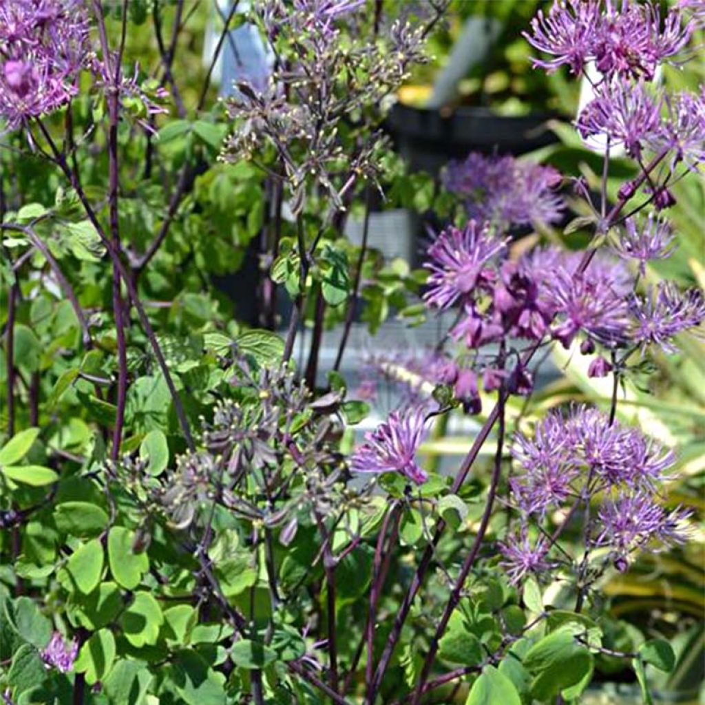 Thalictrum Purplelicious