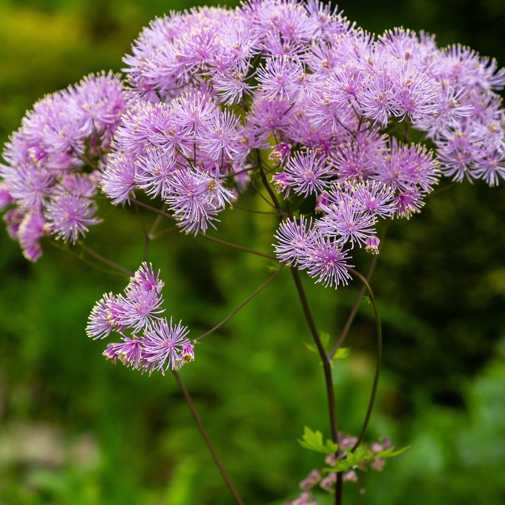 Thalictrum Yulia - Pigamon