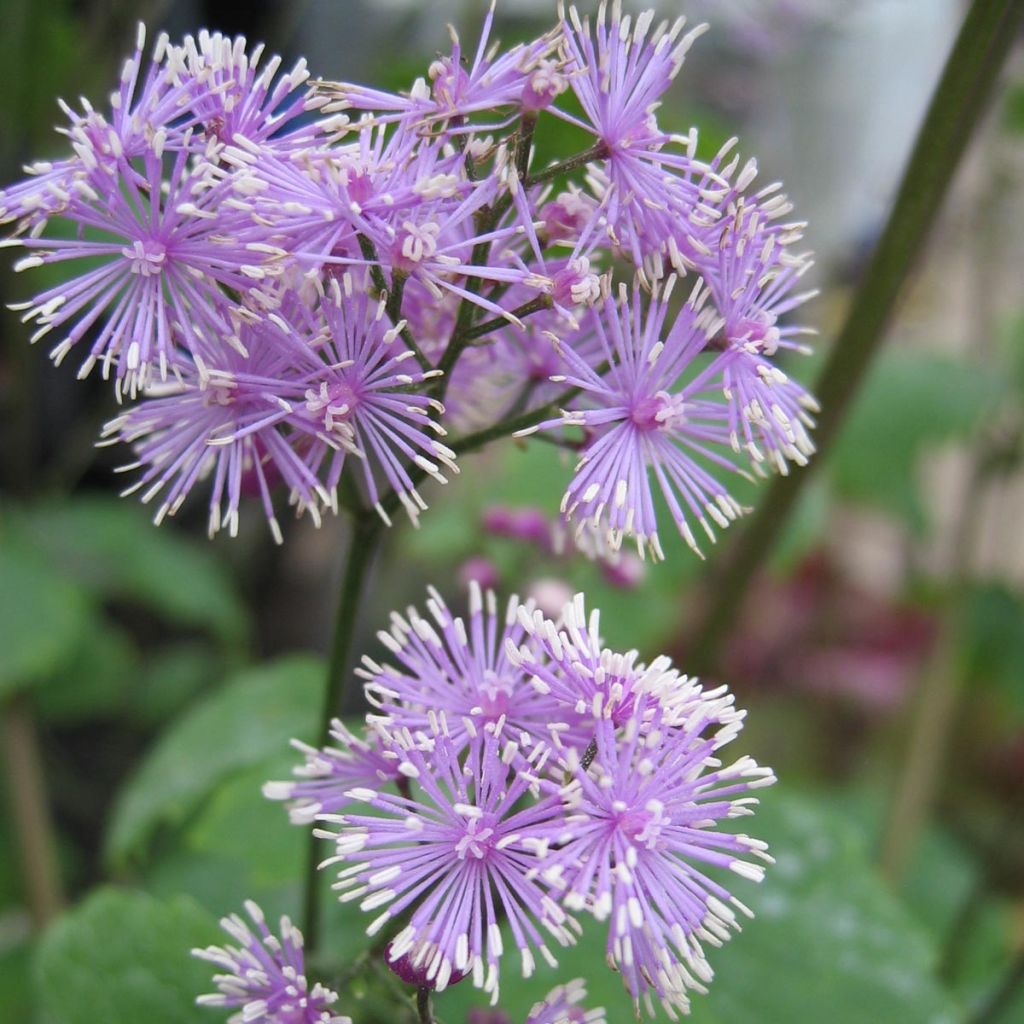 Thalictrum actaeifolium Perfume Star - Pigamon