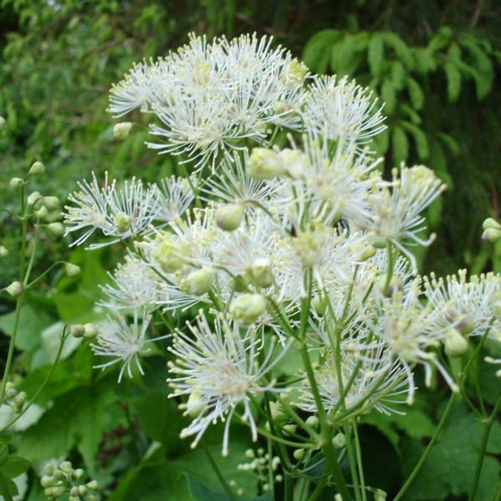 Thalictrum aquilegifolium Album - Pigamon