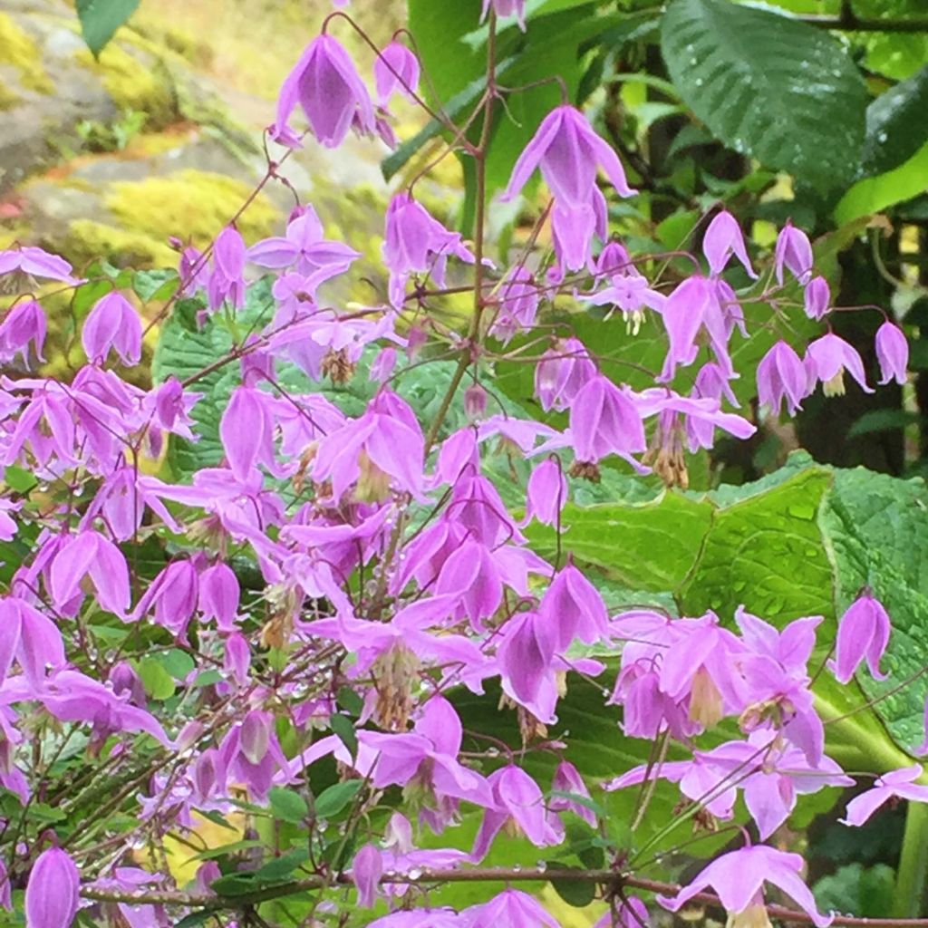 Thalictrum delavayi Hinckley