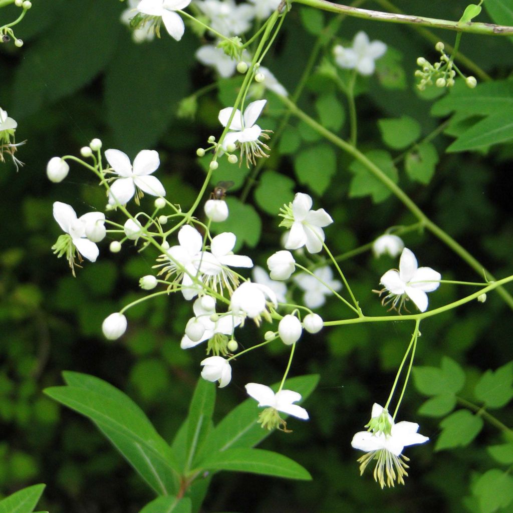 Thalictrum delavayi Splendide Album - Meadow-rue