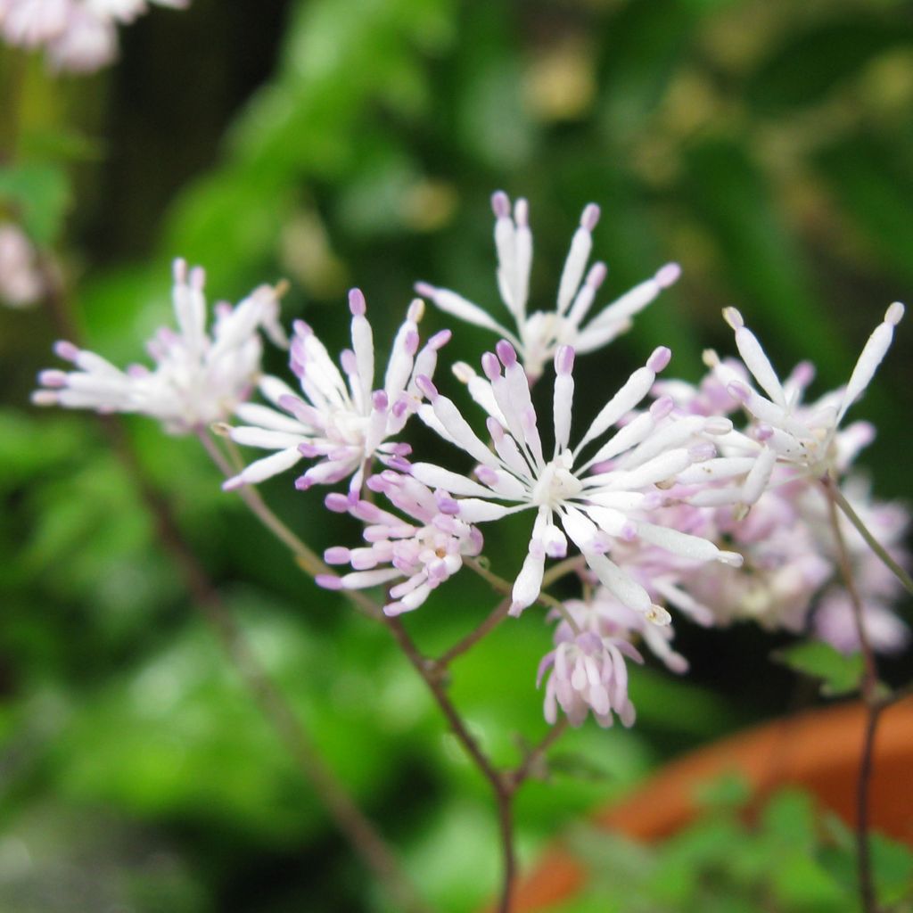 Thalictrum kiusianum, Pigamon