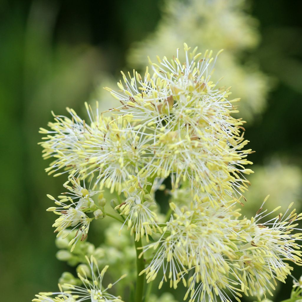 Thalictrum sphaerostachyum - Meadow-rue