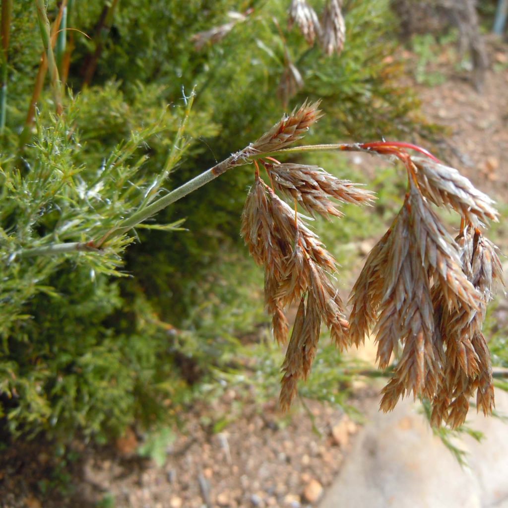 Thamnochortus cinereus - Restio