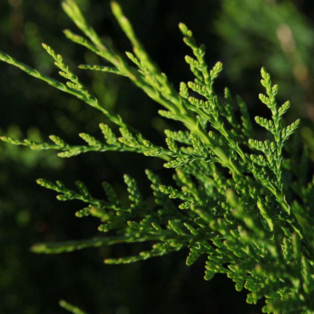 Thuya géant - Thuja plicata Atrovirens.