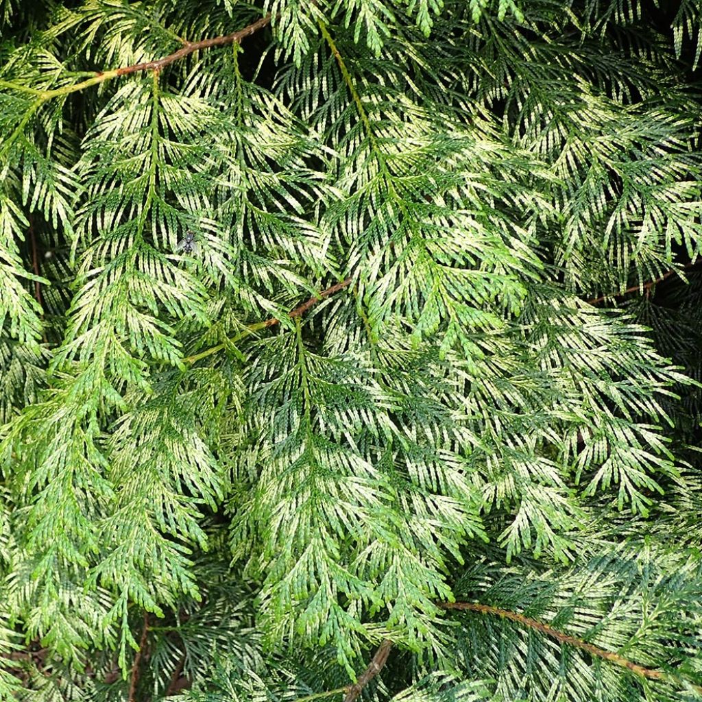 Thuja plicata Zebrina - Western Red Cedar