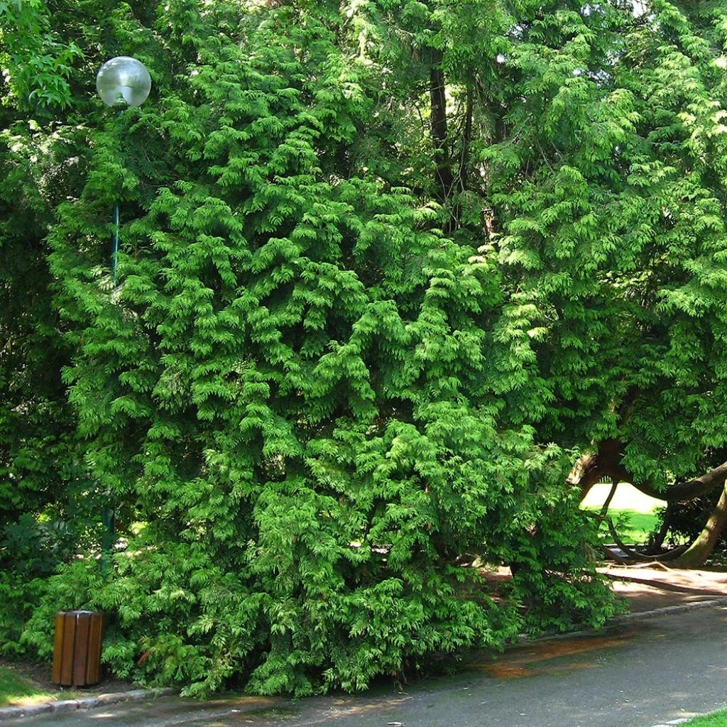 Thuja plicata Zebrina - Western Red Cedar