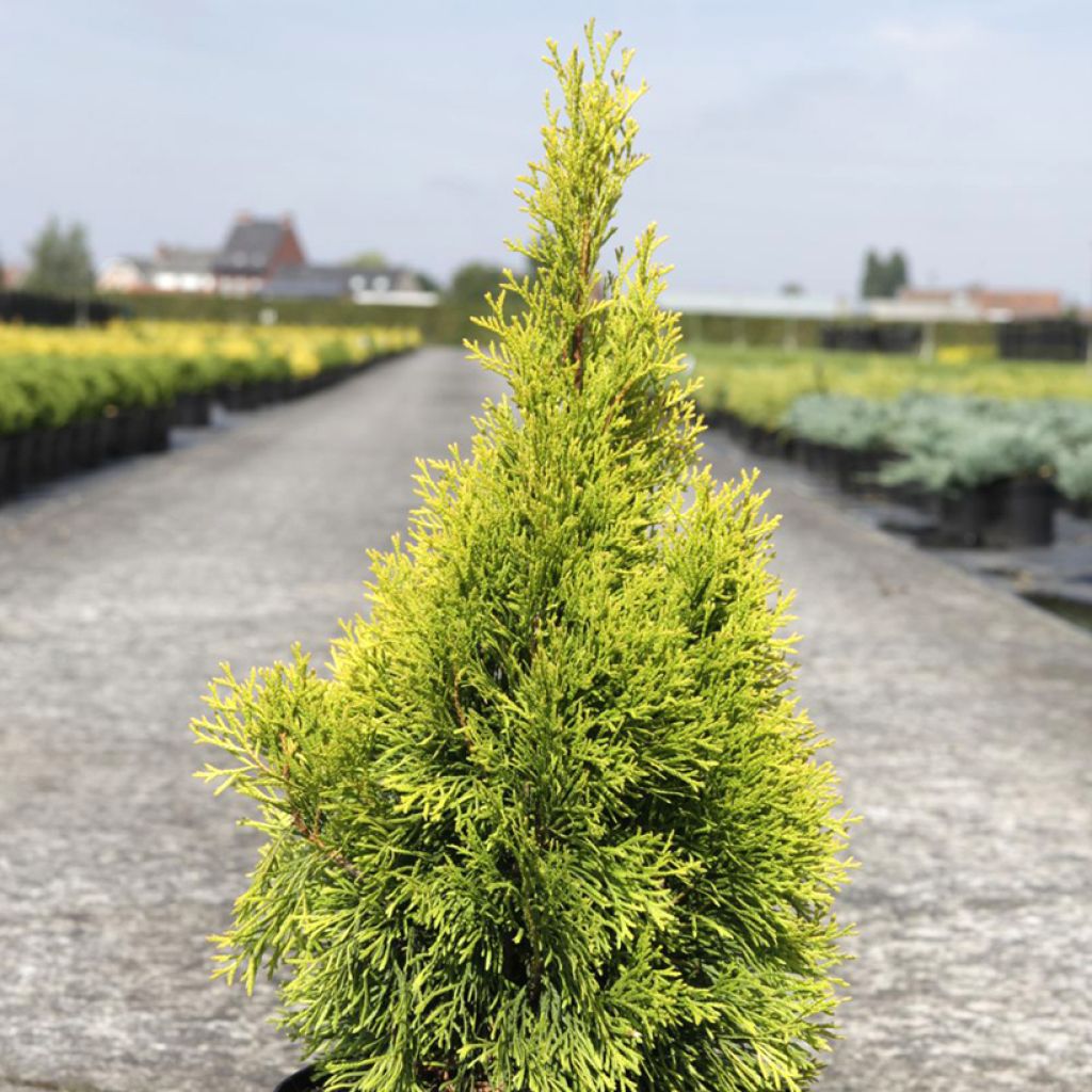 Thuya du Canada - Thuja occidentalis Golden Smaragd