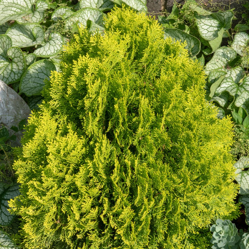 Thuja occidentalis Golden Smaragd