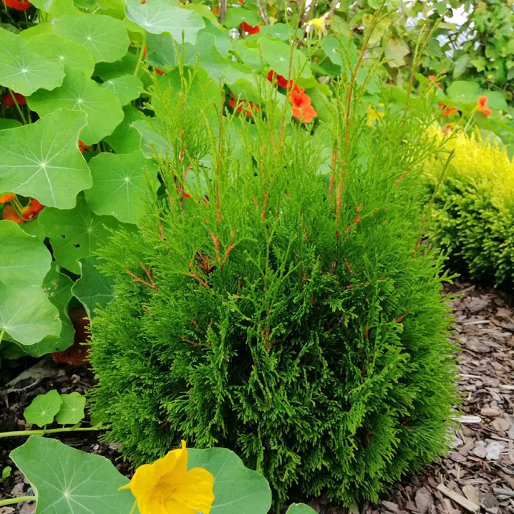 Thuja occidentalis Miky