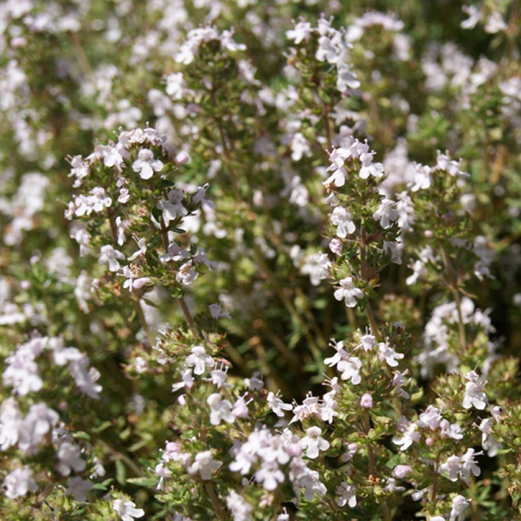 Thymus fragrantissimus Orangelo seeds