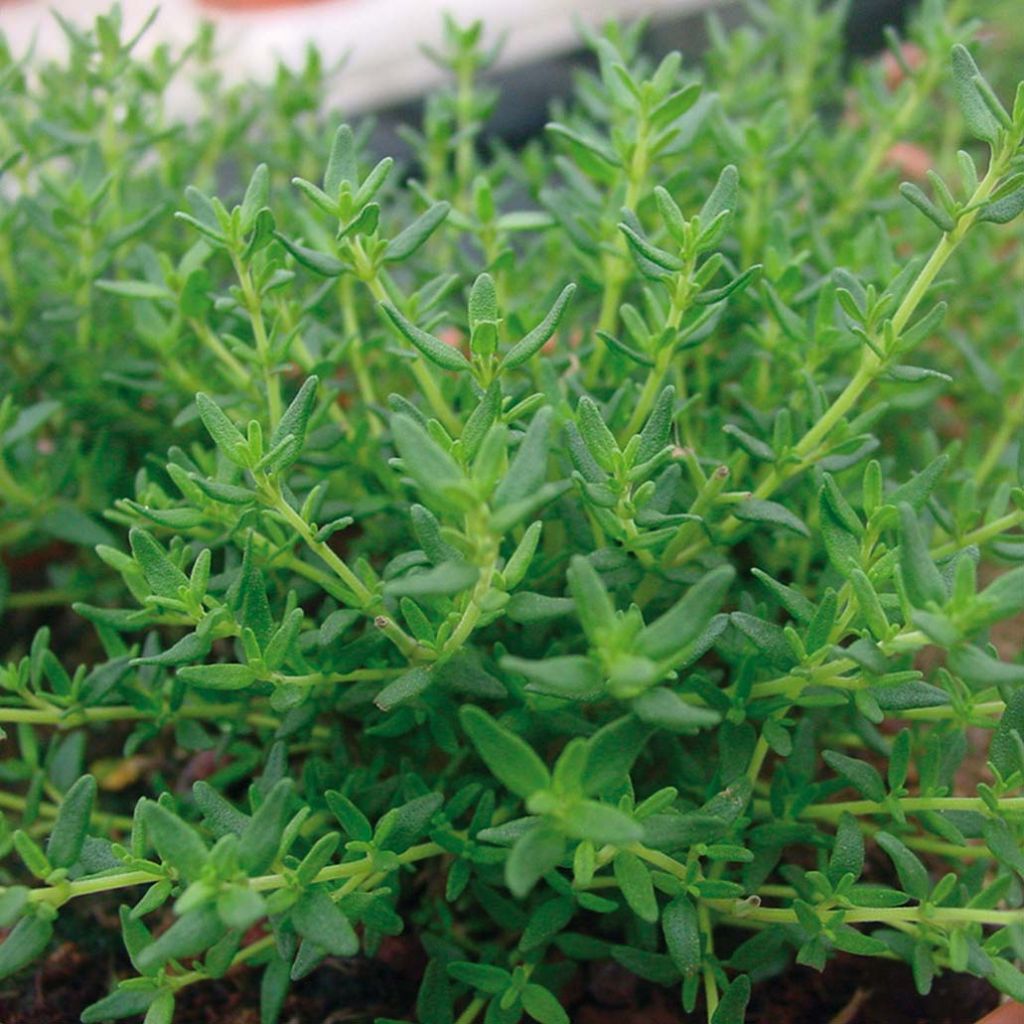 Thym faustinoi en plants