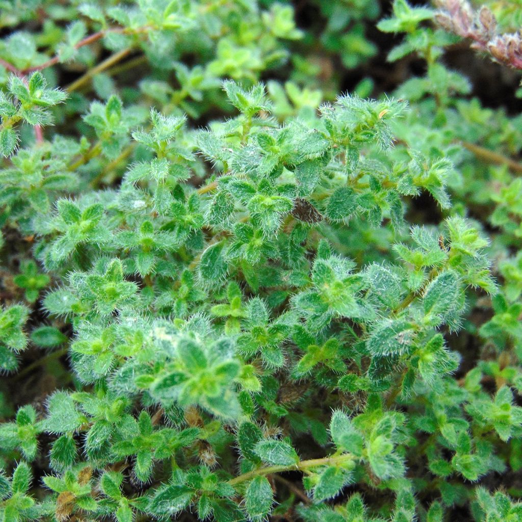 Thym laineux en godet - Thymus pseudolanuginosus