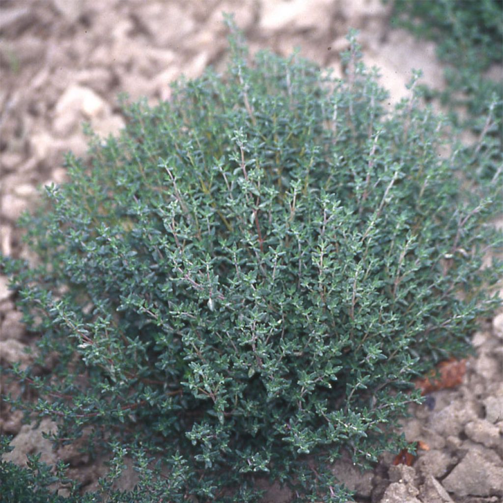 Thym vulgaris d'Hiver BIO en plants - Thym commun