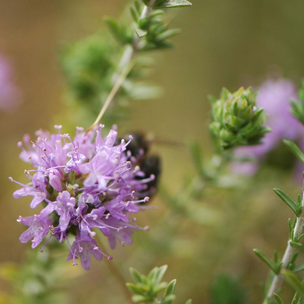 Thymus capitatus - Thym à têtes.