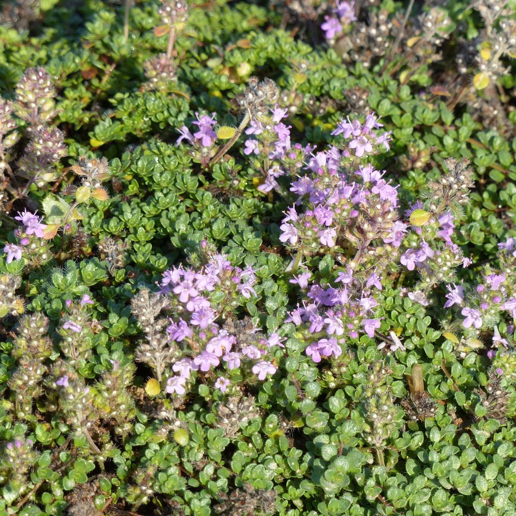 Thymus hirsutus - Thym hirsute.